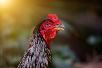 Chicken in the morning.