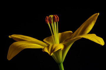 Yellow Lily flower on Black Background