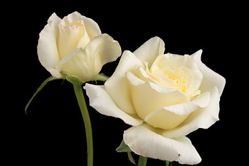 Two White Rose Flowers Isolated on Black Background