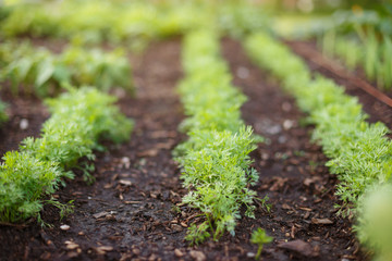Sprouts of young carrots grow on a garden bed. Growing organic vegetables on the farm