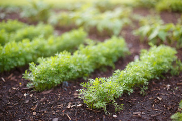 Sprouts of young carrots grow on a garden bed. Growing organic vegetables on the farm