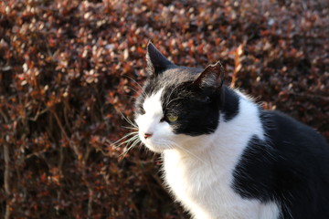 ねこ　白黒　のら　栃木