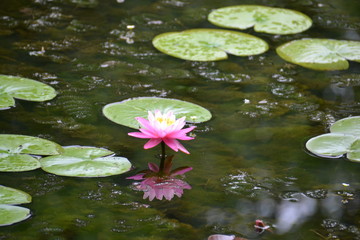 water lily in pond