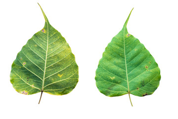 Fototapeta premium Blurred for Background.Sacred fig leaf (Bo Tree,Ficus religiosa L., Bohhi Tree , Pipal Tree) on white background.Clipping Path.