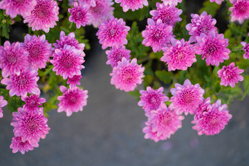 Blossom pinkish purple Chrysanthemum  (Hardy Mums) flower in the garden with green leaf of summer sunshine.