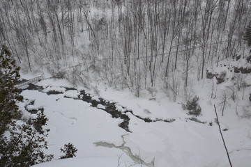 winter forest in snow