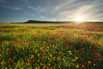 Spring flowers in meadow.