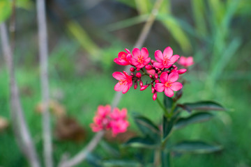 pink flower in the garden