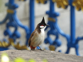Red whiskered bulbul is in the garden.