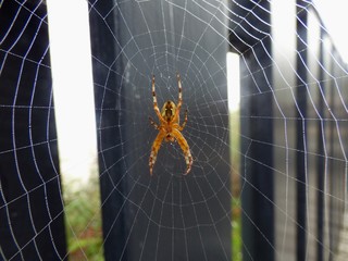 Spinne im Netz