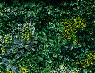 Fototapety  Obraz tła ściany z zielonym liściem