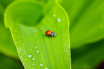 Ladybird on sweetcorn leaf with raindrops