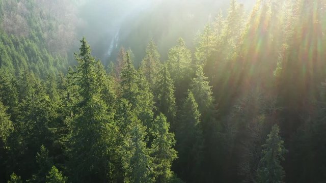 View from the height of mountains covered with coniferous forest and morning fog. Dawn