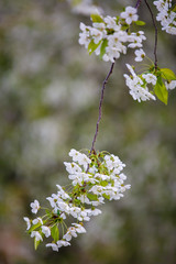 Blooming cherry tree. Spring time. Blooming tree of cherry flowers. Spring season at countryside. Old blooming park. Spring in a park. Close up