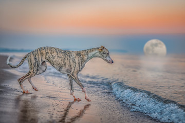 windhund (Whippet) am Strand zum Mondaufgang
