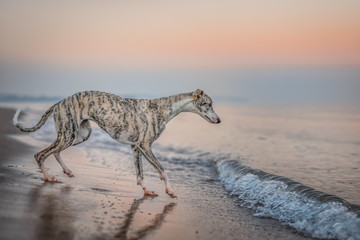 hübscher Windhund (Whippet) am Strand nach dem Sonnenuntergang - obrazy, fototapety, plakaty