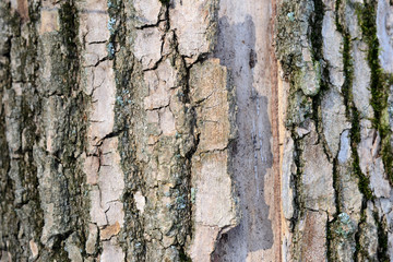 Rough tree bark texture background close up