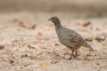 Grey francolin (Francolinus pondicerianus). Al Qudra lake. United Arab Emirates