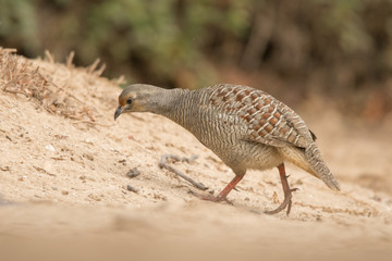 Grey francolin (Francolinus pondicerianus). Al Qudra lake. United Arab Emirates