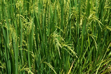 Asian Rice Plant 1