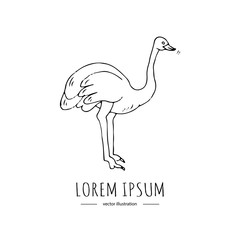 Hand drawn doodle ostrich icon Vector illustration Animal isolated on white background Australian national symbol Cartoon element Farm or wild bird silhouette