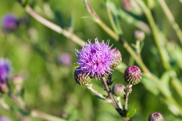 A little pink flower.