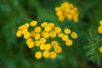 Yellow flowers of tansy.