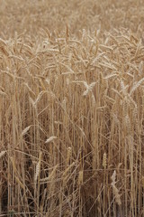 field of wheat