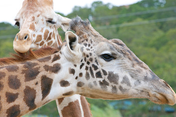 Giraffe - Safari West - Napa Valley, CA