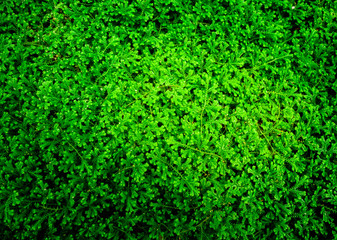 Green leaf background.