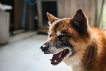 smiling dog