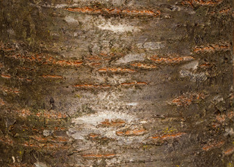 Tree bark texture of Prunus avium or wild cherry with beautiful shiny pattern