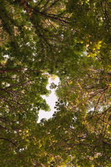 Looking up in Forest - Green Tree branches chestnut nature abstract background.  gap in shape baby
