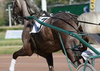 Muscles on a gray horse trotter breed. Harness horse racing in details.