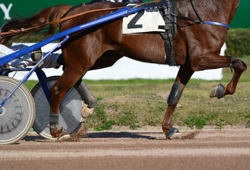 Legs of a red trotter horse and horse harness. Harness horse racing in details.