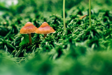 mushroom