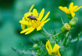 black insect on a yellow flower macro