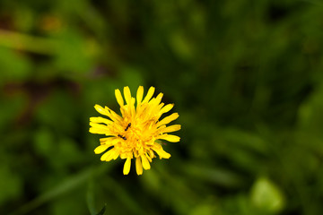 Dandelion in the grass.