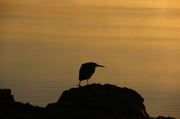 silhouette of a small black bird. silhouette of a black bird against the rising sun
