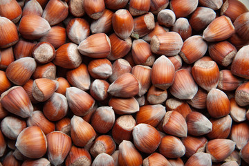 hazelnuts on wooden background