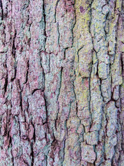 Texture of tree bark