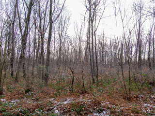 Forest in winter