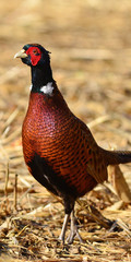 pheasant bird picture in  ratio 2:1 for mobile phonepicture ratio 2:1 for mobile phone