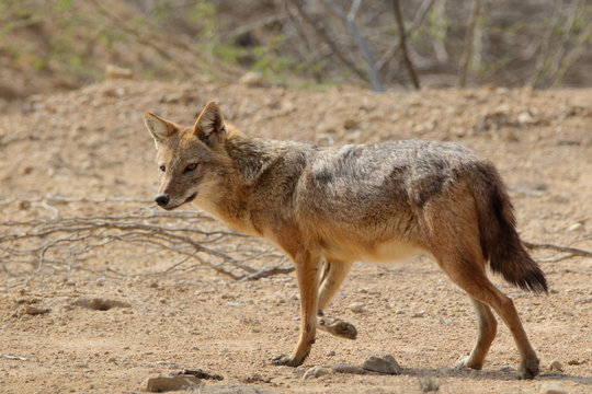 Golden Jackals are few but can still be seen in the country side normally around chicken farms. They feed on the dead chicken thrown out by the owners. Scavengers by nature 