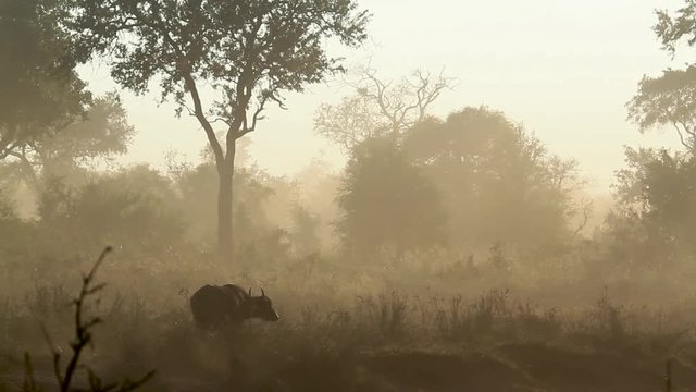 African buffalo in a misty morning scenery in Kruger National park, South Africa ; Specie Syncerus caffer family of Bovidae