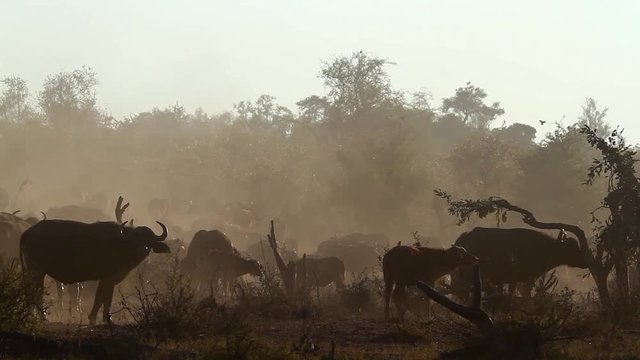 African buffalo herd in misty morning in Kruger National park, South Africa ; Specie Syncerus caffer family of Bovidae