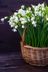 Basket full of snowdrops