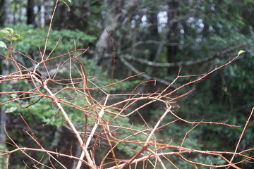 patagonia, chile, sur, austral, lago verde, carretera austral,