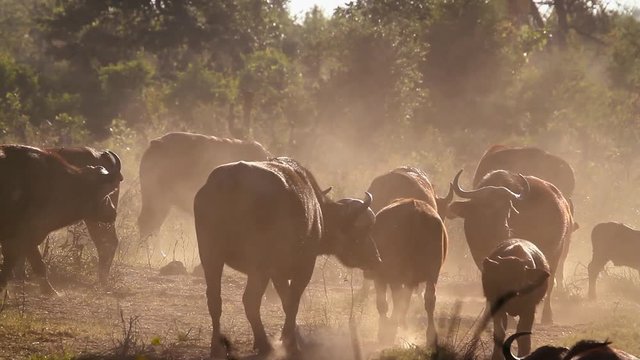 African buffalo herd in a misty morning in Kruger National park, South Africa ; Specie Syncerus caffer family of Bovidae