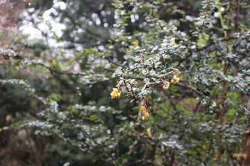 Patagonia, Chile, sur, austral, lago verde, carretera austral, bosque, nativo, aut&oacute;ctono, campo, viaje, vacaciones, descanso, naturaleza., michay, calafate